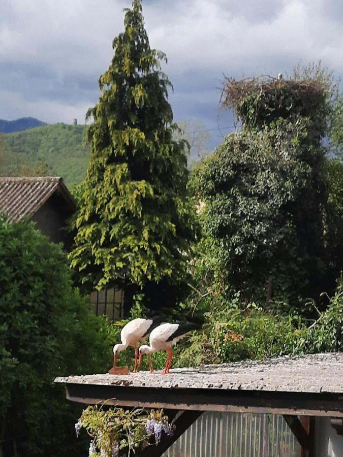 Gîte Les Glycines 68230 TURCKHEIM Extérieur photo